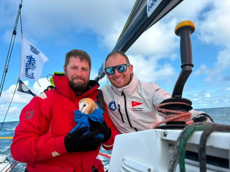 A Sanctuary at Sea: British Army Sailing Team Coordinates Dramatic Mid-Ocean Rescue of Exhausted Barn Owl