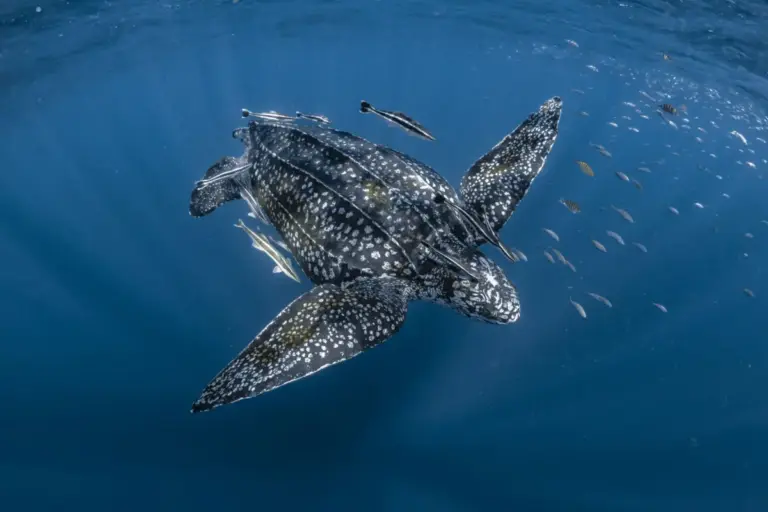 Beneath the Surface: The High-Stakes Physics of Marine Thermoregulation in a Warming Ocean