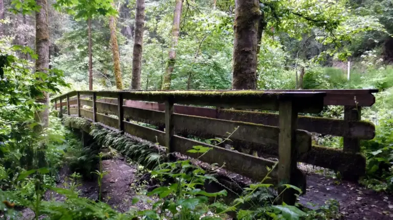 Beyond Sequoia: Inside the Preservation, Ecology, and Untouched Wilderness of California’s Pescadero Creek County Park