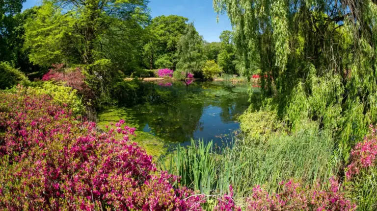 Blossoms Amid the Bustle: A Definitive Guide to London’s Six Most Spectacular Botanical Sanctuaries
