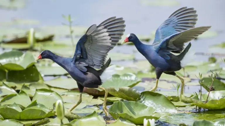 Discovering Cameron Prairie: Louisiana’s Untamed Wetland Sanctuary