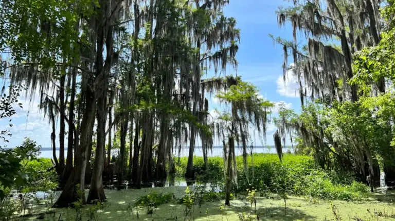 Discovering Newnans Lake State Forest: Gainesville’s Hidden 1,100-Acre Wilderness Sanctuary