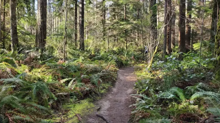 Discovering Paradise Valley: Seattle’s 793-Acre Woodland Sanctuary and Pacific Northwest Hidden Gem