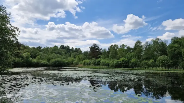 Escaping the Urban Din: Inside the Ecological Renaissance of England’s Mere Sands Wood Nature Reserve