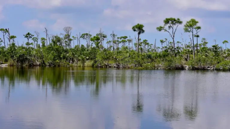 Executive Overview: The Anomalous Oasis of Big Pine Key