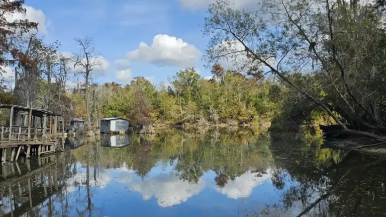 Navigating the Untamed Wilderness: An In-Depth Exploration of the Pearl River Wildlife Management Area