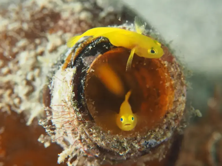 Small Scale, Massive Impact: How the Humble Goby Fish Orchestrates the Health of Global Marine Ecosystems
