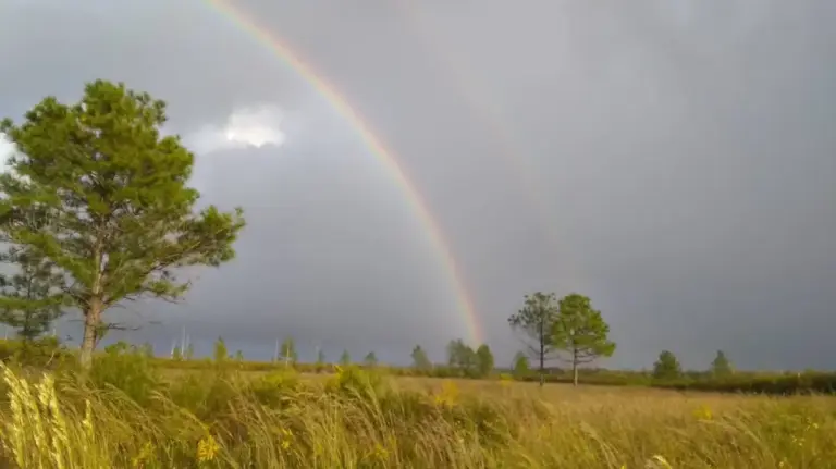 The Resurrection of Mallory Swamp: How North Florida’s 31,000-Acre Wilderness Rose from the Ashes