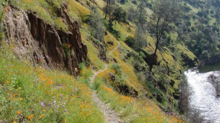 Unearthing the Sierra Nevada’s Best-Kept Secret: The Hite Cove Trail, Wildflowers, and Gold Rush History