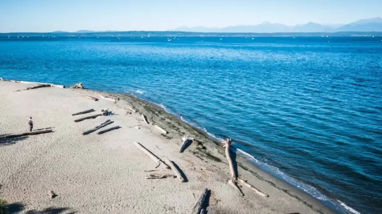 Unveiling Carkeek Park: Seattle’s Emerald Sanctuary of Wetlands, Wildlife, and Wilderness