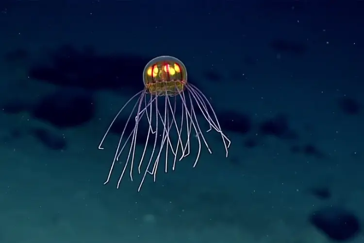 Beneath the Abyssal Veil: Why Deep-Sea Exploration Is More Critical Now Than Ever