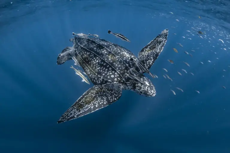 Beneath the Surface: The High-Stakes Physics of Marine Thermoregulation in a Warming Ocean