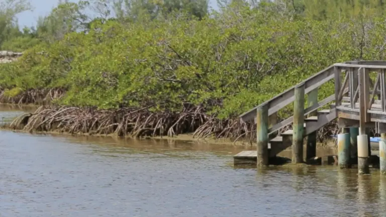 Beyond the Resorts: Uncovering the Ecological Heart of New Providence at Bonefish Pond National Park