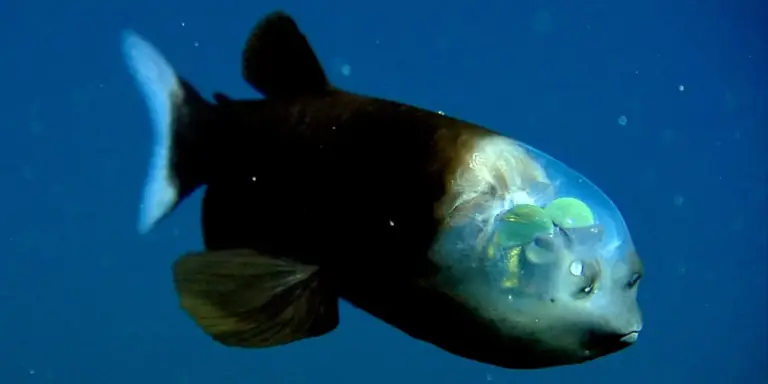 Beyond the Surface: Seven Ocean Creatures That Prove Earth Is Just as Strange as Outer Space