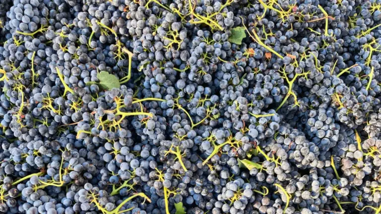 Beyond the Valley: How Calaveras County Is Quietly Redefining California’s Wine Identity
