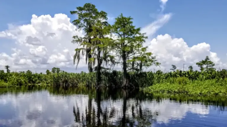 Deep in the Pontchartrain Basin: Exploring the Ecological Marvel of the Joyce Wildlife Management Area
