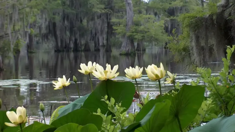 Discovering Lake Bistineau State Park: Louisiana’s Enchanted Woodland Haven