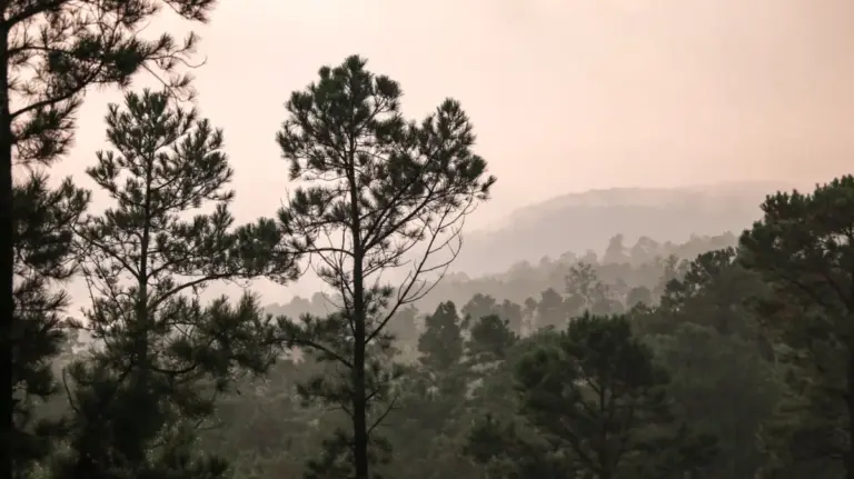 Discovering Panola Mountain State Park: Atlanta’s Untouched Natural Sanctuary and Outdoor Recreation Hub