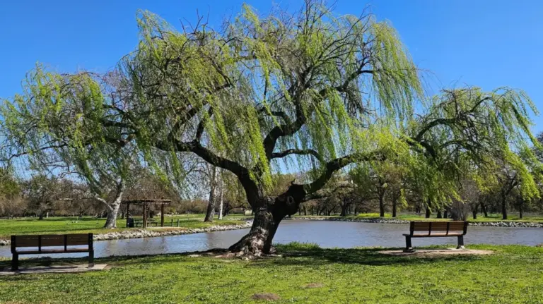 Discovering Shumway Oak Grove Regional Park: Stockton’s 180-Acre Natural Sanctuary