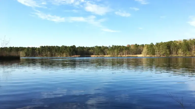 Escaping the Urban Grind: Inside New Jersey’s Historic Bass River State Forest