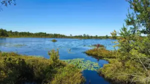 Exploring the Depths of the New Jersey Pine Barrens: Inside Brendan T. Byrne State Forest