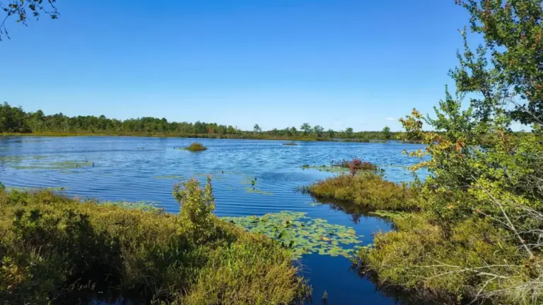 Exploring the Depths of the New Jersey Pine Barrens: Inside Brendan T. Byrne State Forest