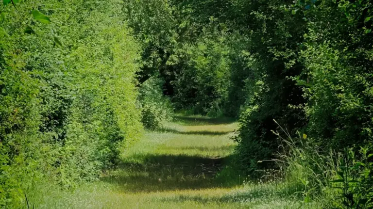 From Industrial Wasteland to Urban Sanctuary: The Remarkable Transformation of Buffalo’s Tifft Nature Preserve