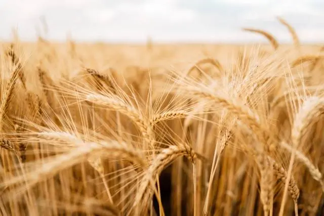 Geopolitical Deadlock and Weather Risks Ignite Agricultural Futures: Wheat Rallies as Black Sea Peace Hopes Dim