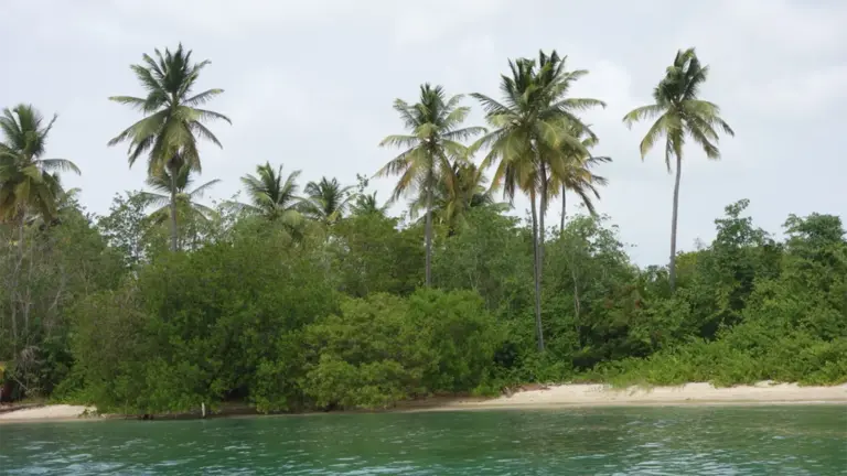 Guardians of the Green Spine: Inside Main Ridge, the World’s Oldest Legally Protected Tropical Forest
