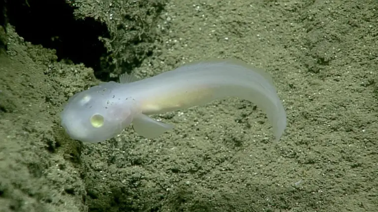 Into the Abyss: Unlocking the Mysteries of the Mariana Trench and Challenger Deep