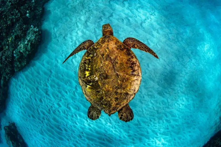 Navigating the Abyss: The Extraordinary Science of Sea Turtle Migration and the Modern Crises Threatening Their Journey