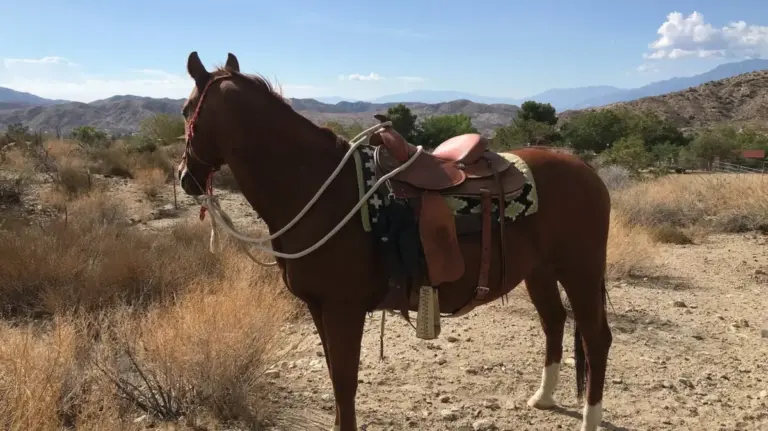 Saddle Up and Step Back in Time: The Revival of Authentic Horsemanship at California’s Crazy Horse Ranch