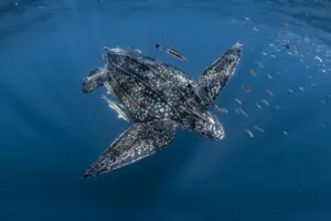 Surviving the Thermal Extremes: How Marine Life Defies the Ocean’s Most Lethal Temperatures