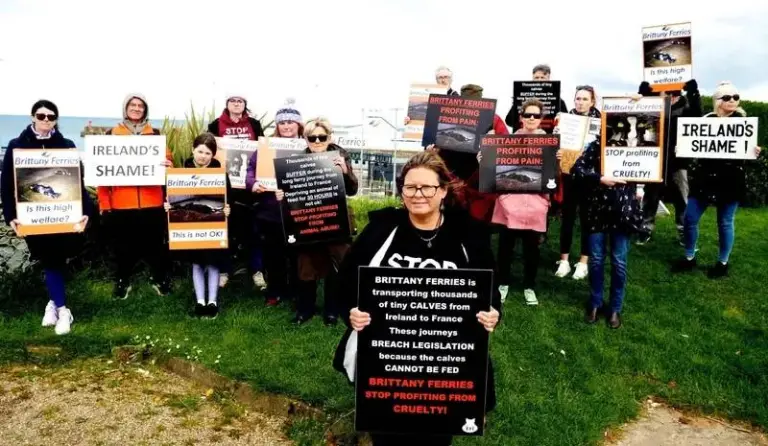 The Closing Corridor: How Ferry Bans and Regulatory Pressure Are Dismantling Ireland’s Live Calf Export Trade