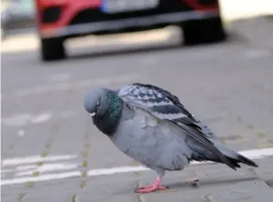 The Invisible Killer on Our Streets: How Transportation Noise Is Shortering American Lives