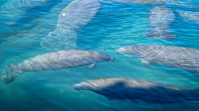 The Warm Water Sanctuary: How a Tampa Power Station Became One of Florida’s Premier Wildlife Destinations