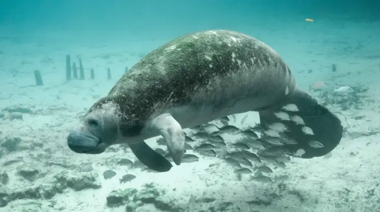 Sustainable Transportation