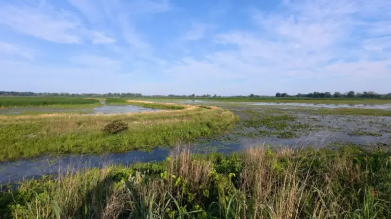 Uncovering Michigan’s Secret Wilderness: An Investigative Look at the Shiawassee National Wildlife Refuge