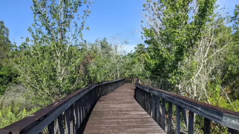 Unearthing Florida’s Past: How Peghorn Nature Park Preserves the State’s Deep Cattle Ranching Roots and Native Wetlands