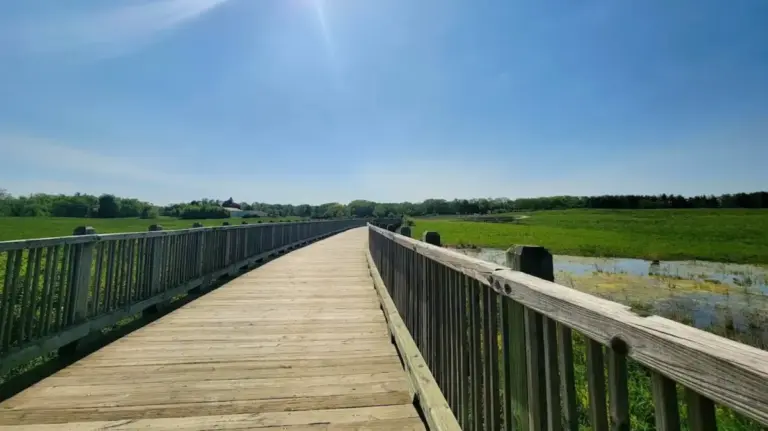 Unearthing Pine Dunes: From Irish Farmland and Whippet Tracks to Lake County’s Premier Ecological Haven