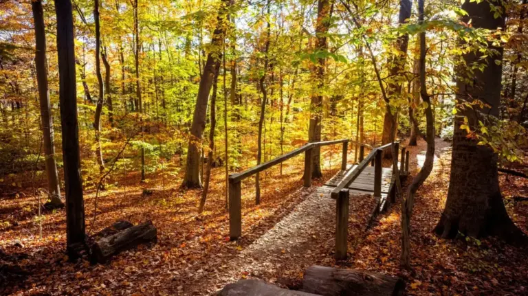 Unearthing the Grand Canyon of the Midwest: An Investigative Guide to Turkey Run State Park’s 7 Most Scenic Nature Trails