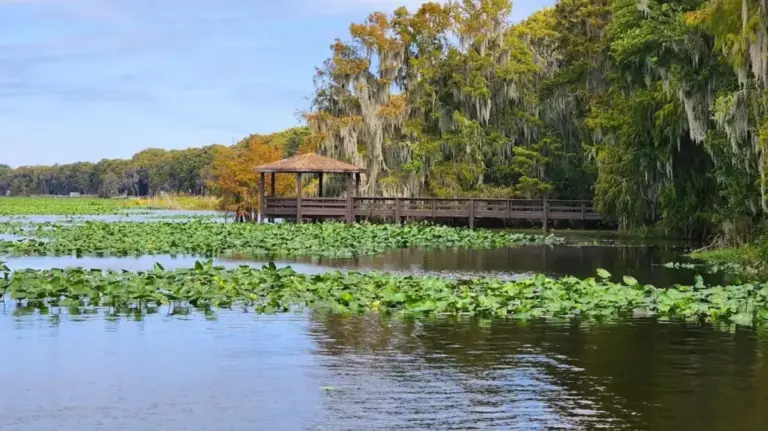 Unveiling the Wild Heart of Alachua County: Conservation, Community, and the Untouched Ecosystem of Lochloosa Park