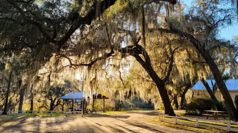 Unveiling the Wild Heart of North Central Florida: Inside the Little Orange Creek Preserve and Nature Park