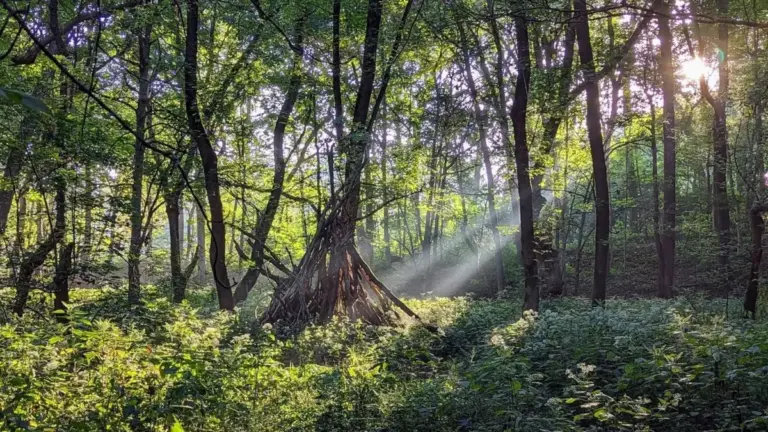Beyond the Speedway: Discovering the Ecological Haven of Marott Woods Nature Preserve