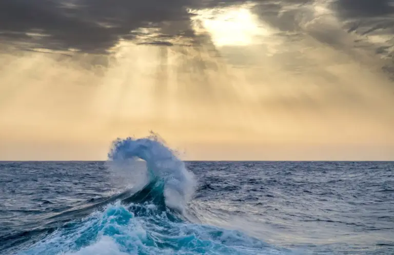 Charting a Course for Blue Horizons: The Vital Role of Giving Tuesday and Year-End Philanthropy in Ocean Conservation