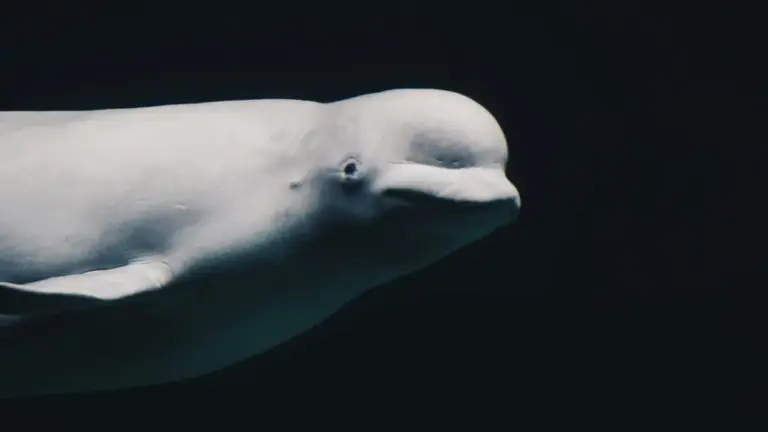 Echoes of the Ice Age: The Ancient Origins and Urgent Modern Crisis of the St. Lawrence Beluga Whales