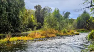 Exploring Northern California’s Wild Frontier: A Comprehensive Guide to the Battle Creek Wildlife Area, Redding, and the Annual Salmon Migration
