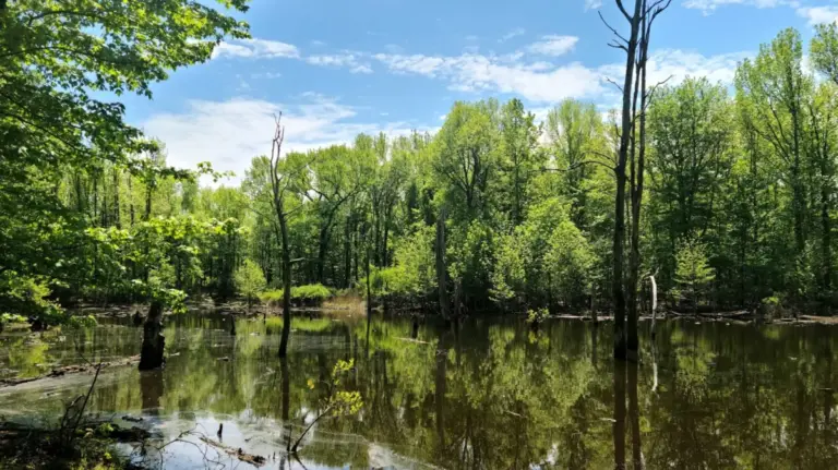 NYC’s Best-Kept Ecological Secret: Inside Staten Island’s North Mount Loretto State Forest