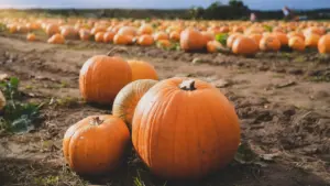 The Golden Harvest: How East Coast Farms Turned the Humble Pumpkin Patch Into a Multi-Sensory Fall Phenomenon