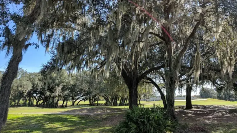 Unveiling Central Florida’s Wild Heart: An Exhaustive Exploration of the Hálpata Tastanaki Preserve